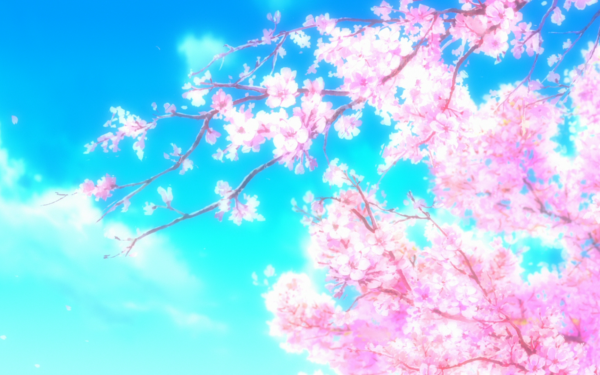 370 Cherry Blossom Hd Wallpapers Background Images