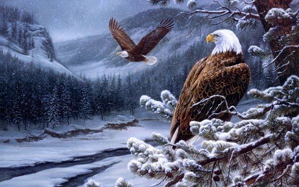 Animales Águila Calva Aves Águilas Ave Pintura Águila Invierno Fondo de pantalla HD | Fondo de Escritorio