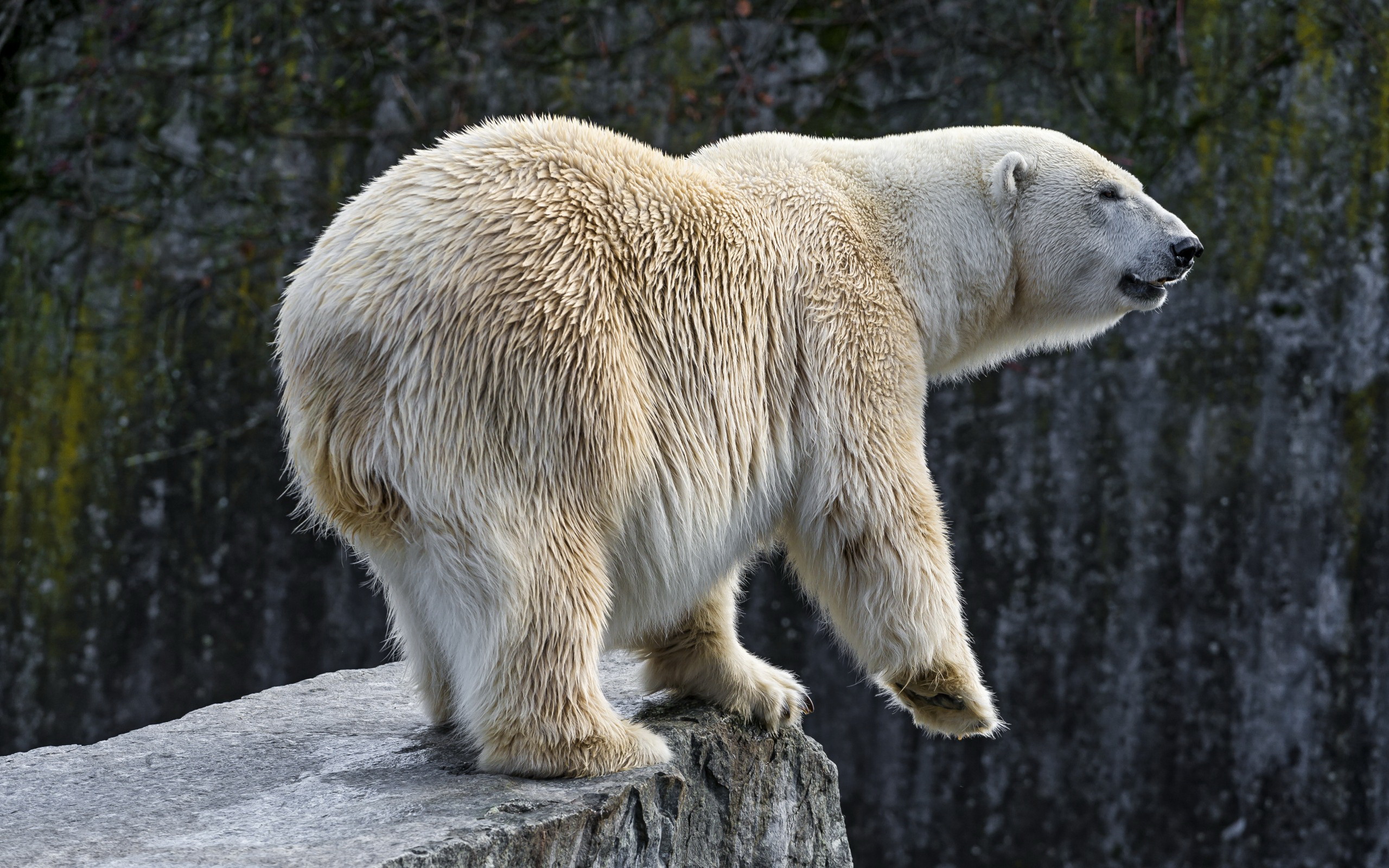 Download Animal Polar Bear HD Wallpaper