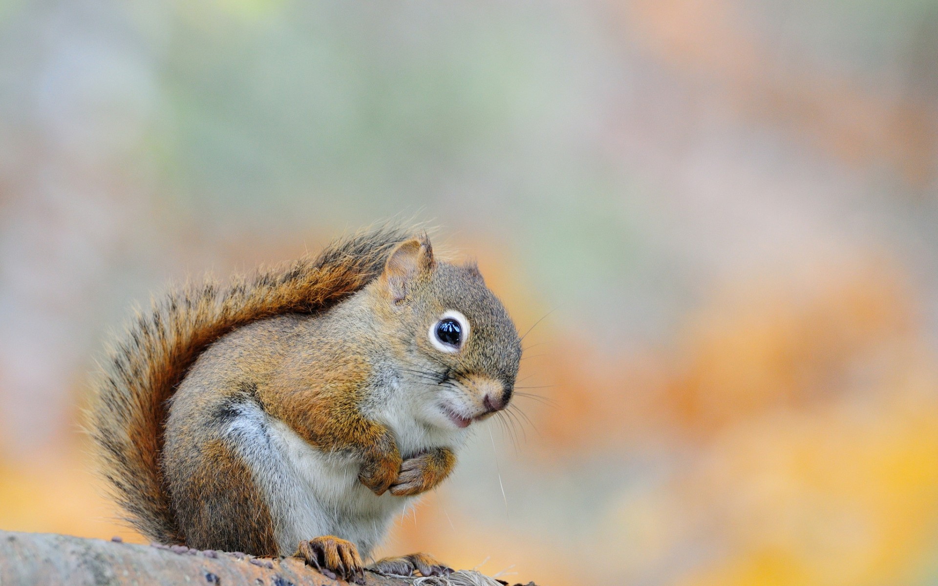 Download Animal Squirrel HD Wallpaper