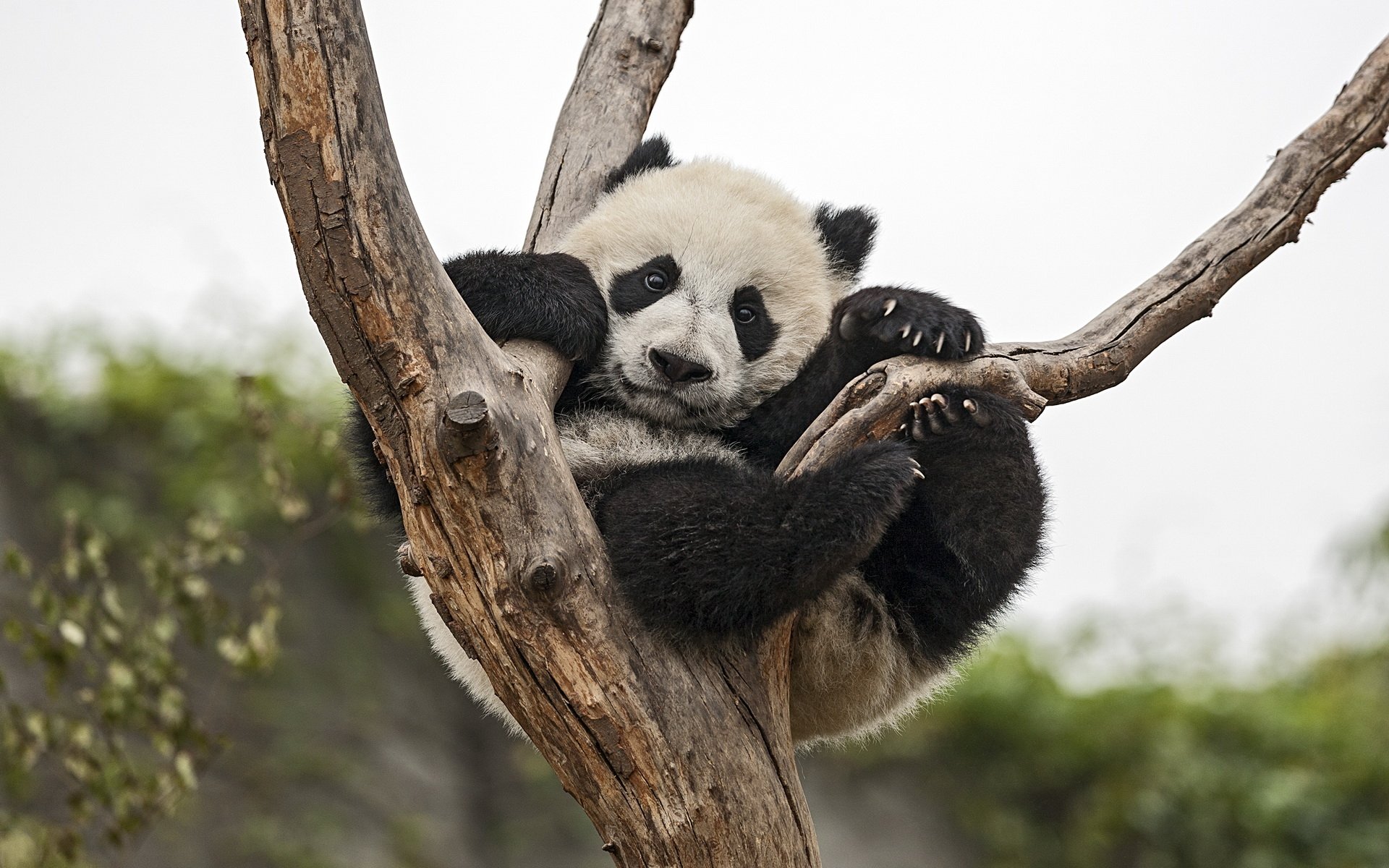 Panda HD Wallpaper | Background Image | 1920x1200