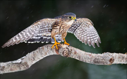 Animal falcon HD Desktop Wallpaper | Background Image