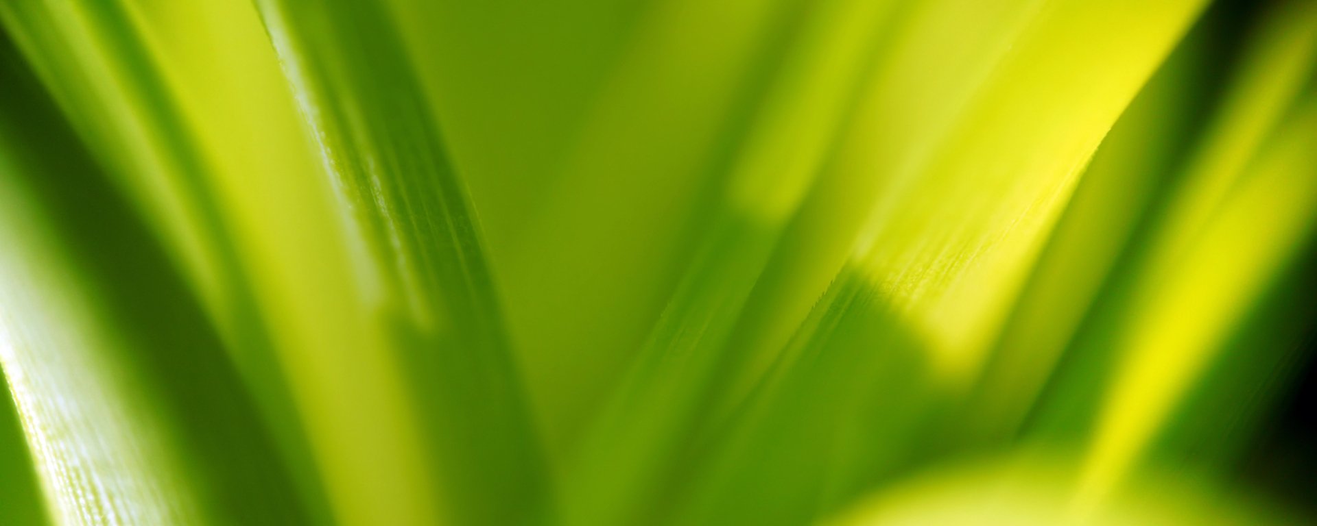 Close-up view of vibrant green leaves with soft focus, creating a serene nature-inspired HD PC desktop wallpaper background.