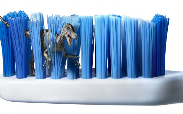 Animal Velociraptor Toothbrush HD Wallpaper | Background Image