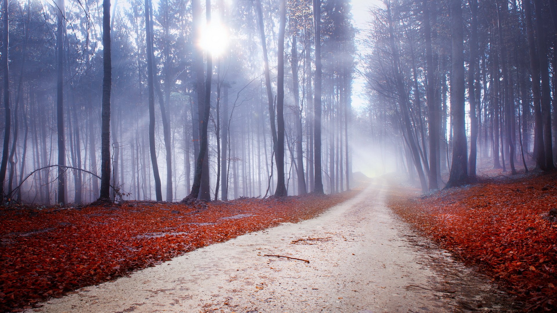 HD PC desktop wallpaper/background: misty forest path winding between tall trees, red leaf-strewn floor and soft sunlight filtering through.