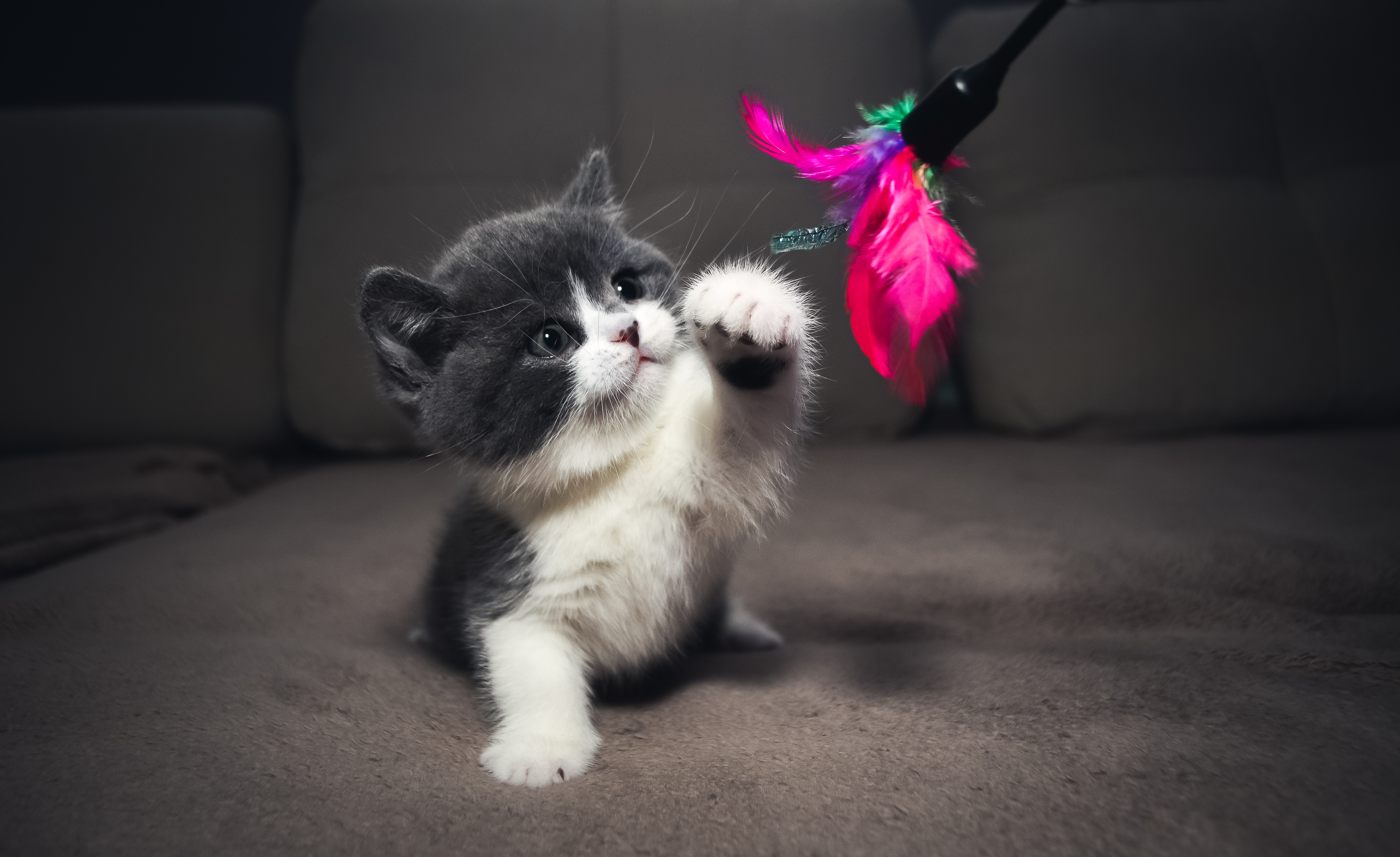 Котенок любит играть с цветами. Красивые котята. Милые кошки. Милый котенок. Красивые милые котята.