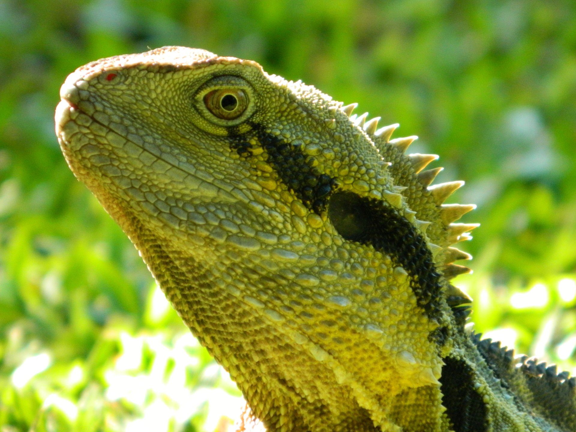 Download Lizard Animal Water Dragon 4k Ultra HD Wallpaper