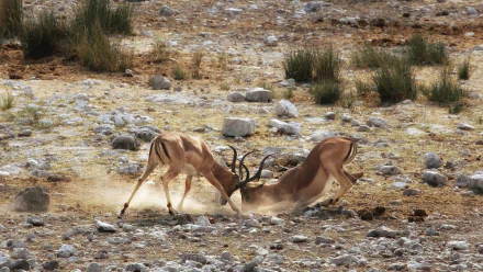 Animal Impala HD Desktop Wallpaper | Background Image