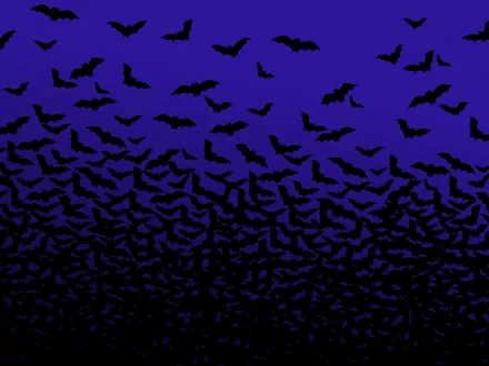 Animal bat HD Desktop Wallpaper | Background Image