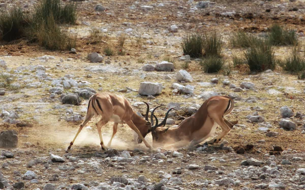 Animal Impala HD Desktop Wallpaper | Background Image