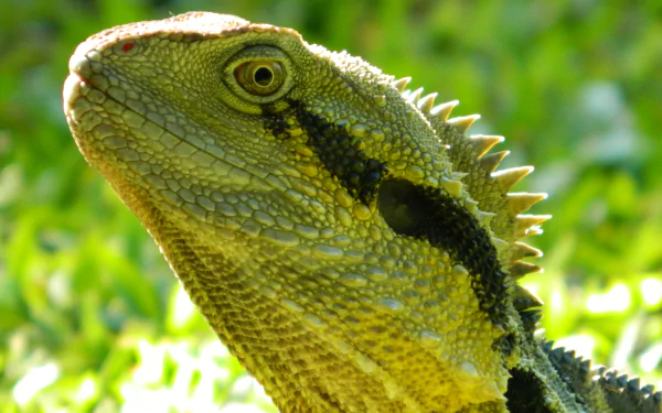 lizard Animal water dragon HD Desktop Wallpaper | Background Image