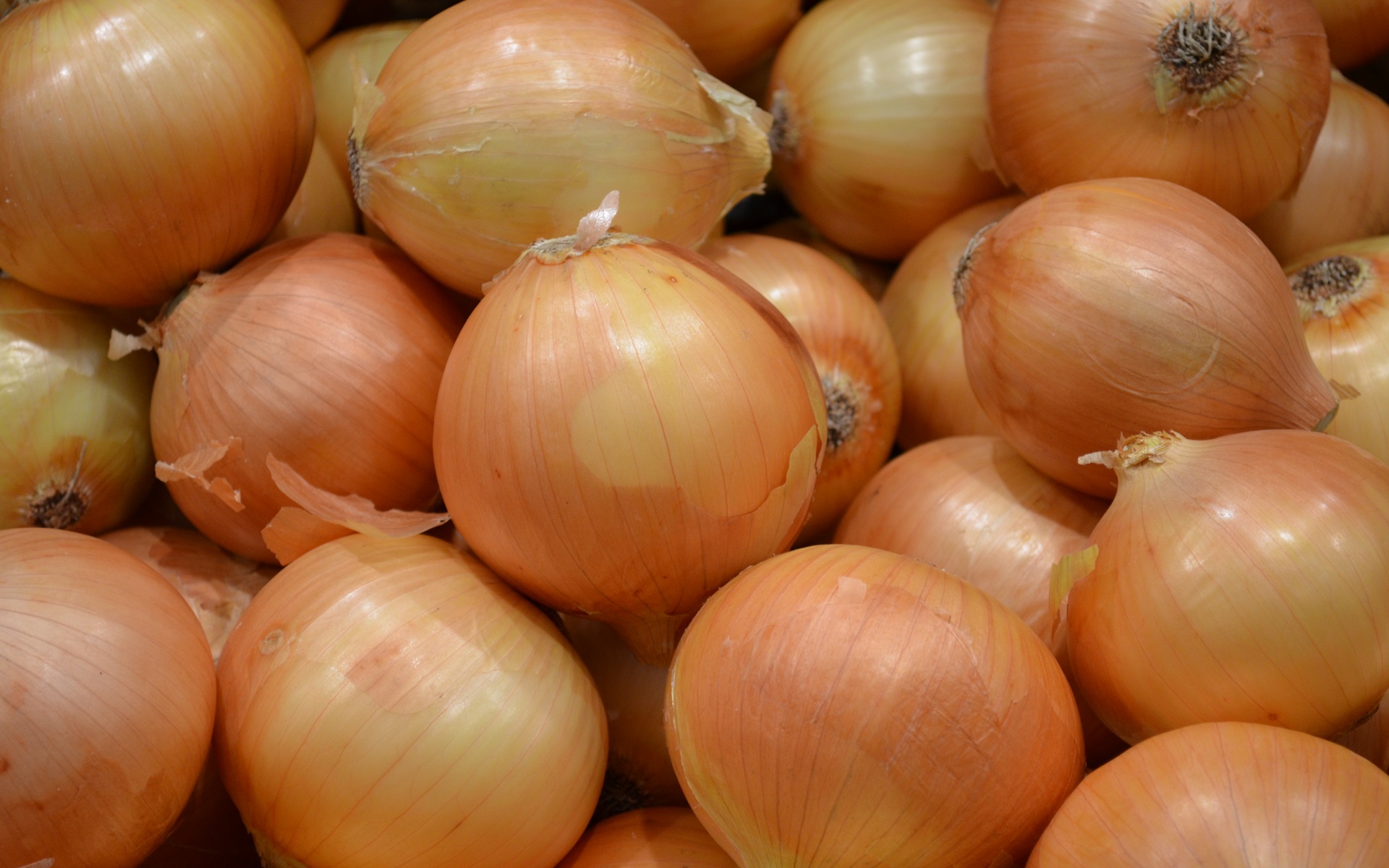 Known As The Bulb Onion Or Common Onion by lonewolf6738