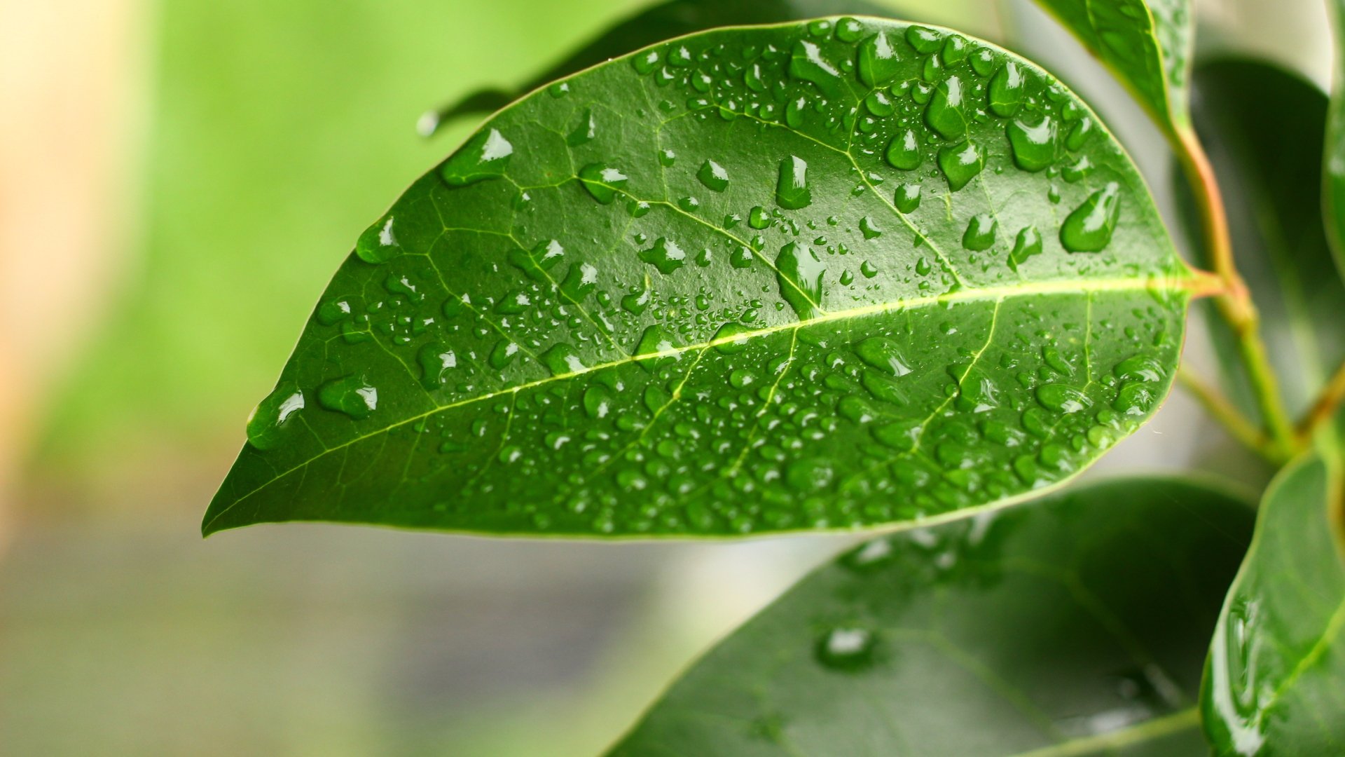 Download Nature Water Drop HD Wallpaper by Zachary