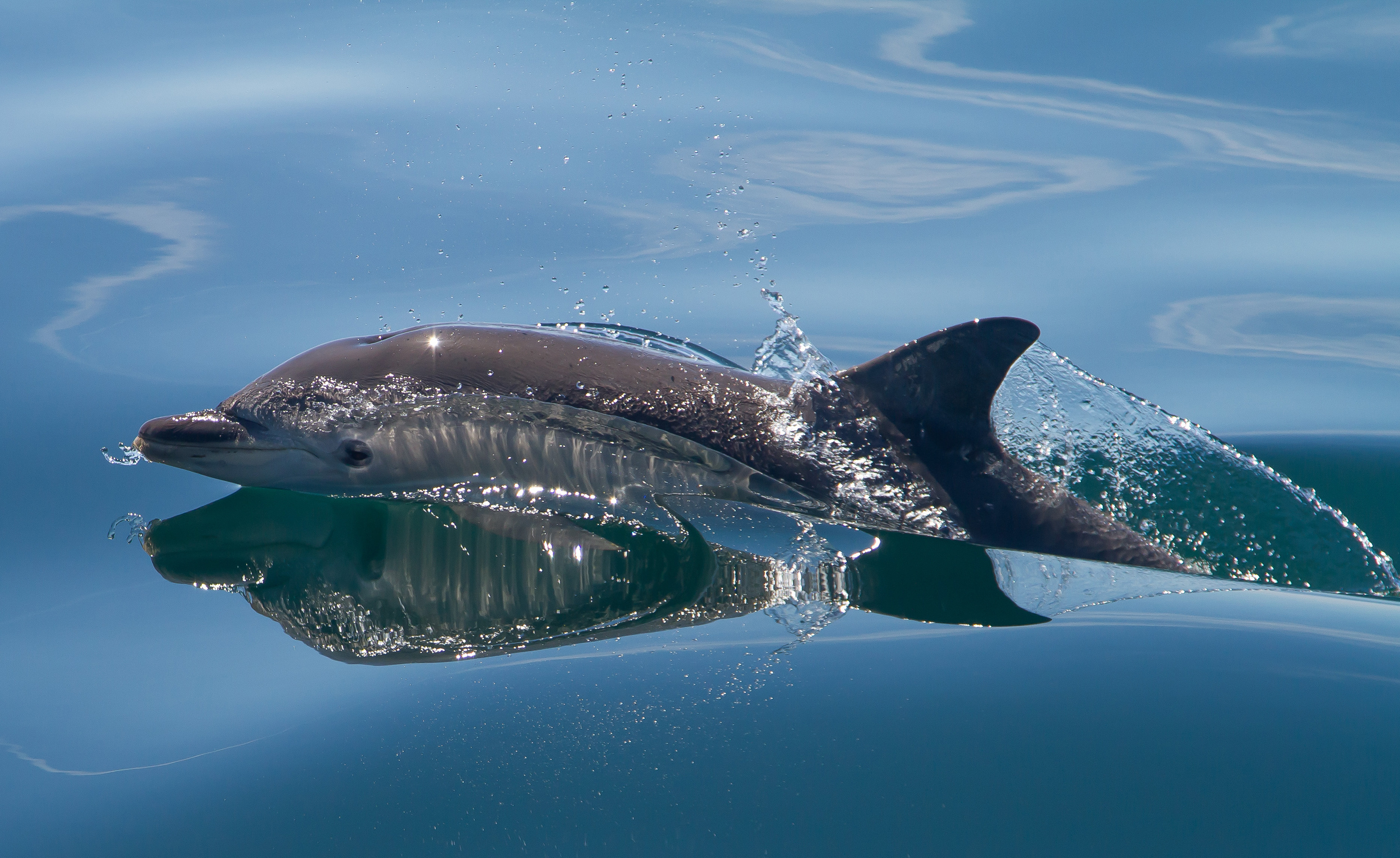 Animales Delfin Fondo de pantalla HD | Fondo de Escritorio