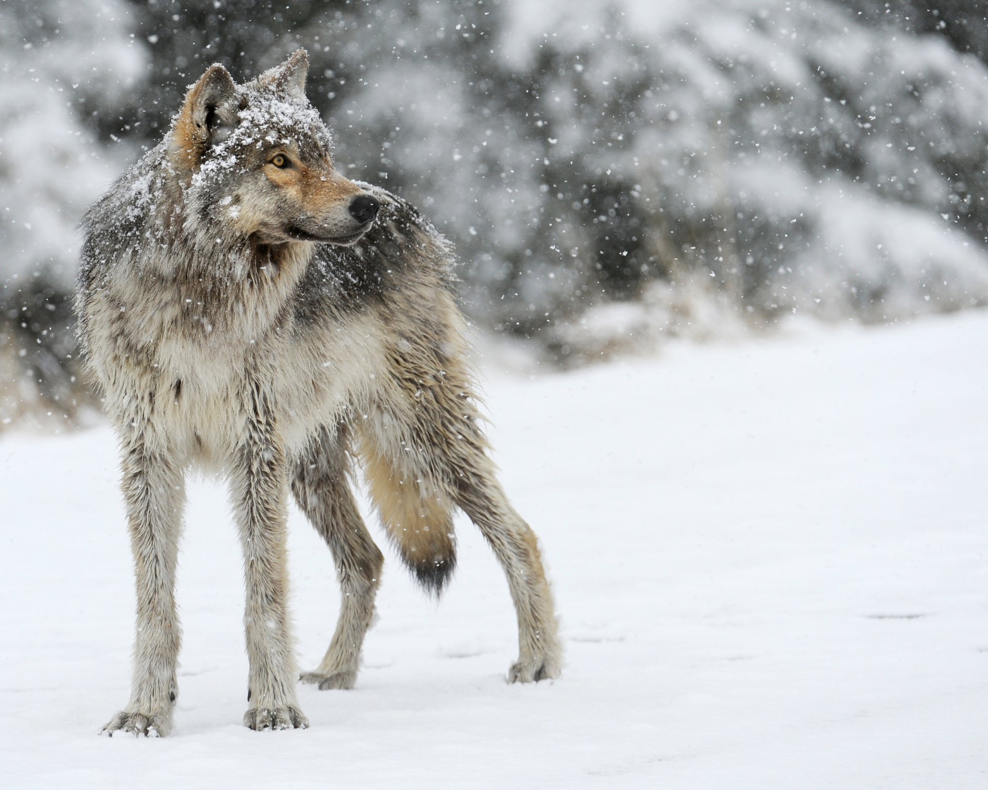 Download Snowfall Winter Animal Wolf HD Wallpaper