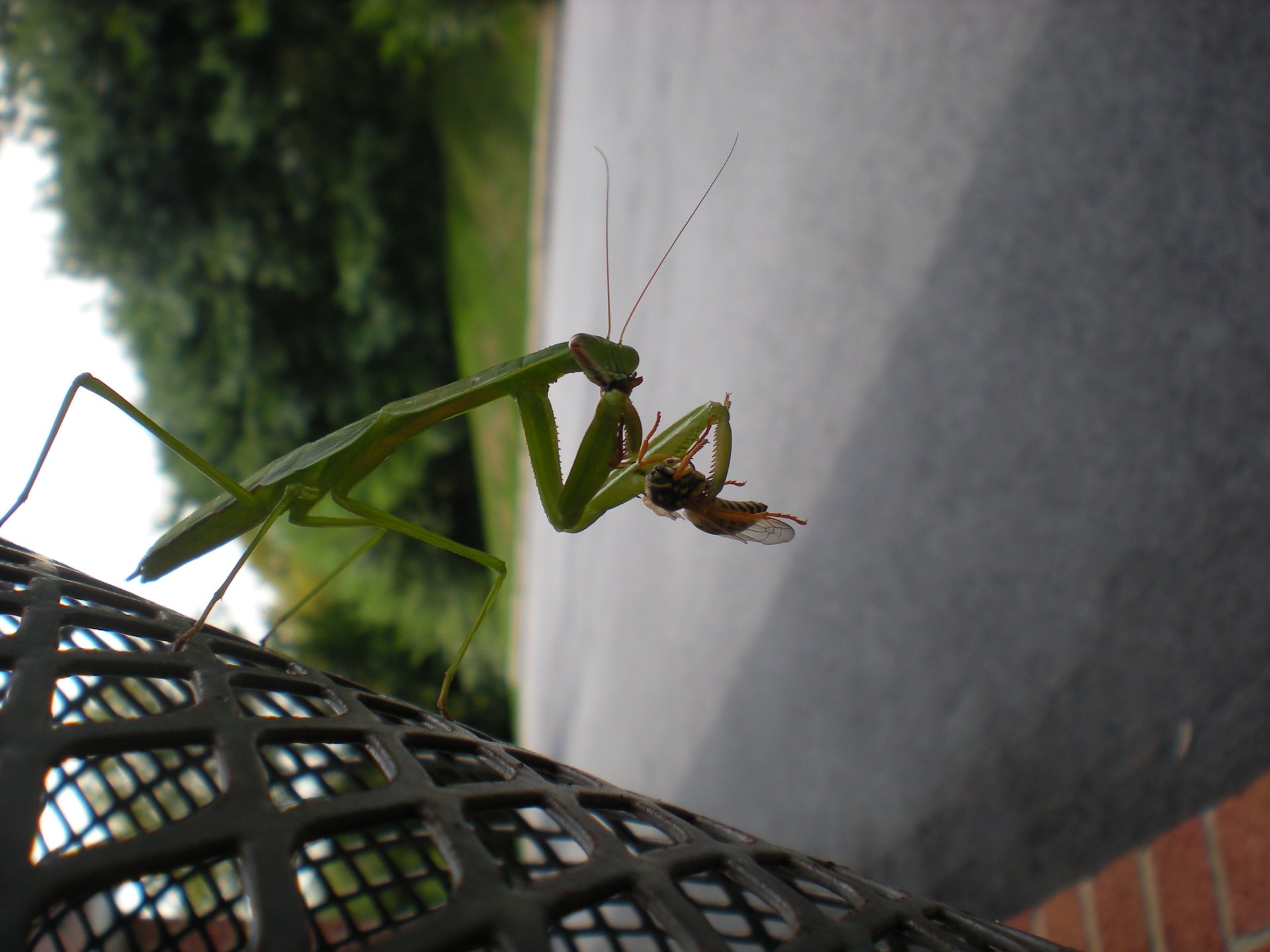Download Animal Praying Mantis HD Wallpaper