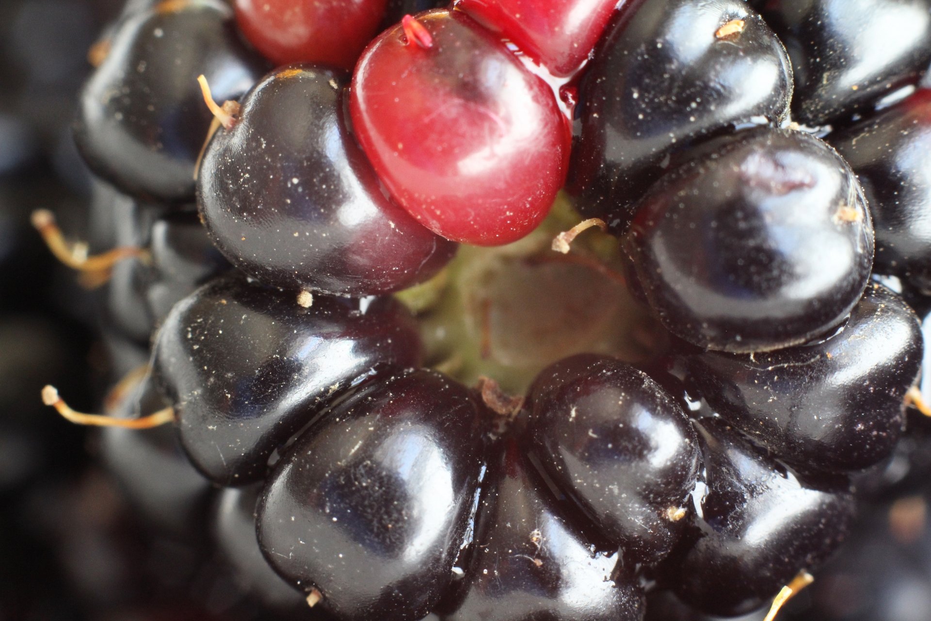 Download Close-up Food Blackberry 4k Ultra HD Wallpaper