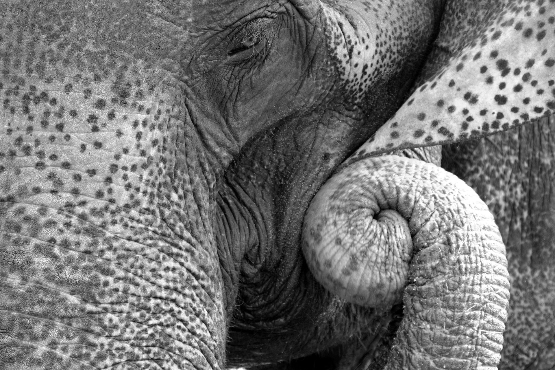 Download Animal Asian Elephant 4k Ultra HD Wallpaper