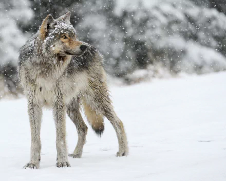 HD PC desktop wallpaper featuring a wolf standing in a snowy winter landscape with snowfall gently falling around it.