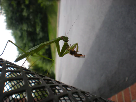 Animal praying mantis HD Desktop Wallpaper | Background Image