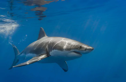 A stunning HD PC desktop wallpaper featuring a shark gliding through clear blue waters, showcasing its streamlined body and powerful presence.