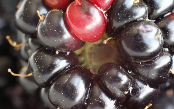 close-up food blackberry HD Desktop Wallpaper | Background Image