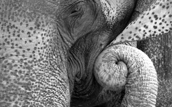 Animal Asian Elephant HD Desktop Wallpaper | Background Image