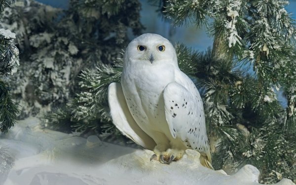 Animal Snowy Owl Birds Owls Winter HD Wallpaper | Background Image