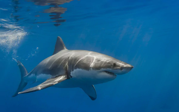 A stunning HD PC desktop wallpaper featuring a shark gliding through clear blue waters, showcasing its streamlined body and powerful presence.
