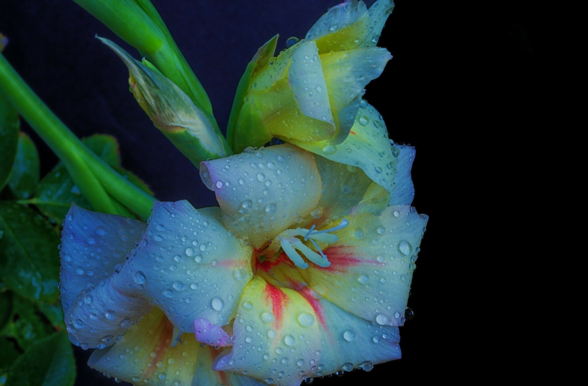 Nature Gladiolus HD Wallpaper