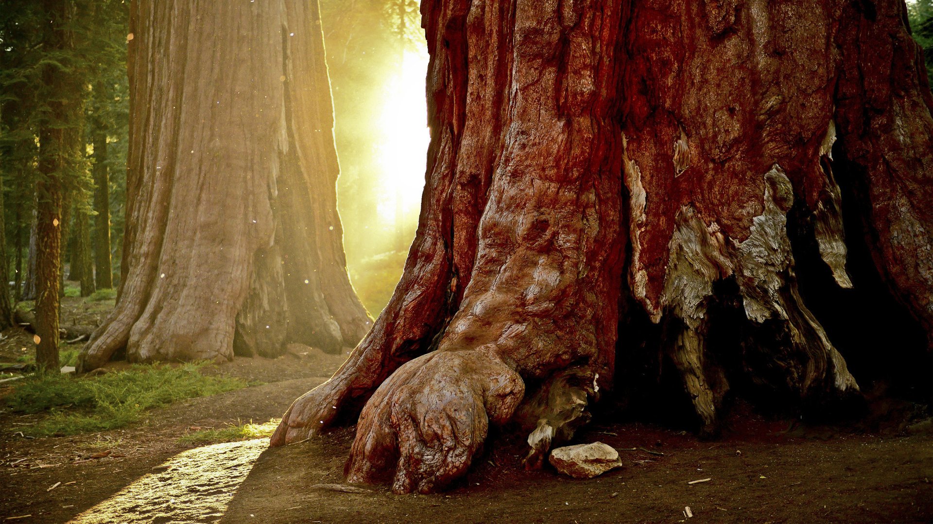 Nature, tree: close-up of giant tree trunks and gnarled roots in a sunlit forest — 4K Ultra HD PC desktop wallpaper and background.