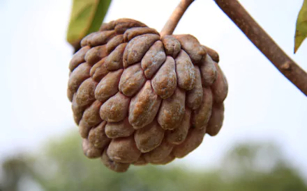 food Sugar Apple HD Desktop Wallpaper | Background Image