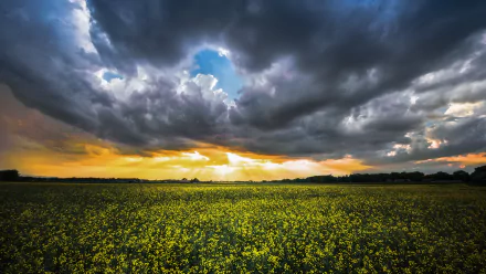 nature field HD Desktop Wallpaper | Background Image