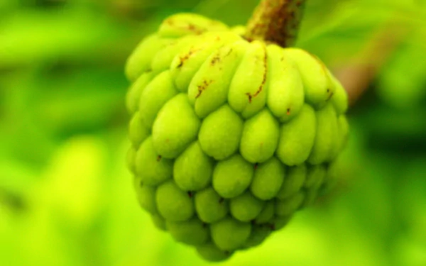 HD desktop wallpaper featuring a close-up of a vibrant green sugar apple fruit against a blurred leafy background.