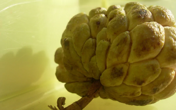 food Sugar Apple HD Desktop Wallpaper | Background Image