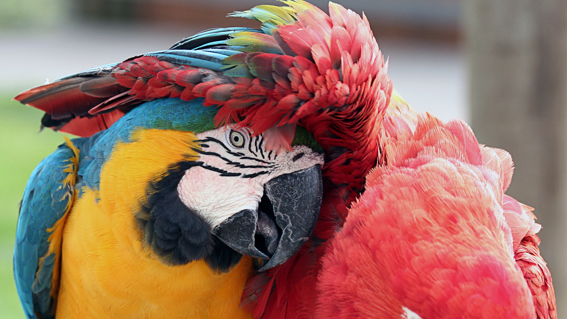 Animal Macaw HD Wallpaper | Background Image