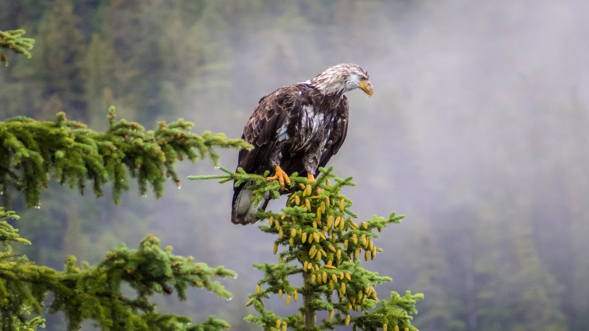 Download Animal Eagle HD Wallpaper