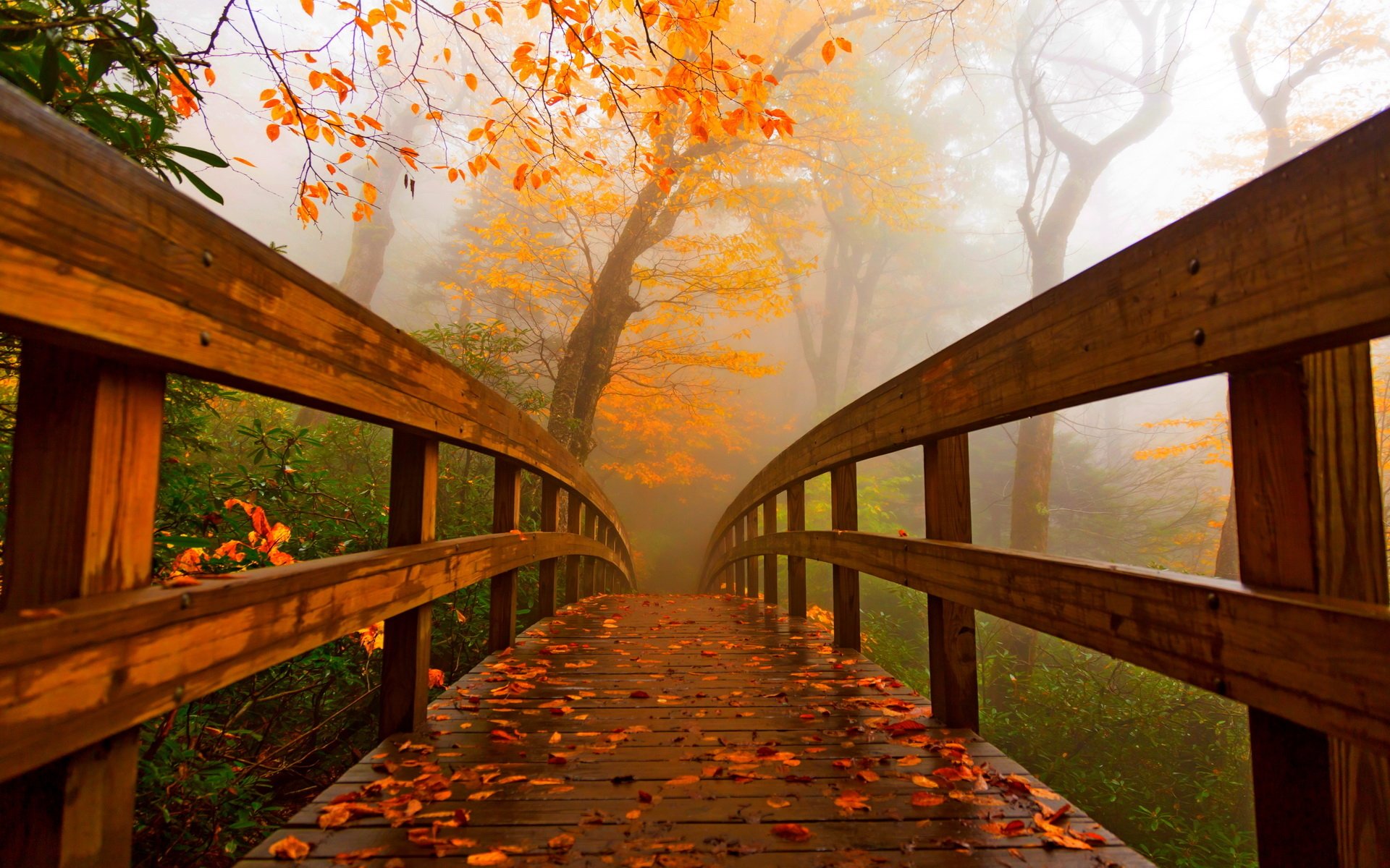 Autumn Pathway: Stunning Man-Made Bridge HD Wallpaper | 1920x1200 ...