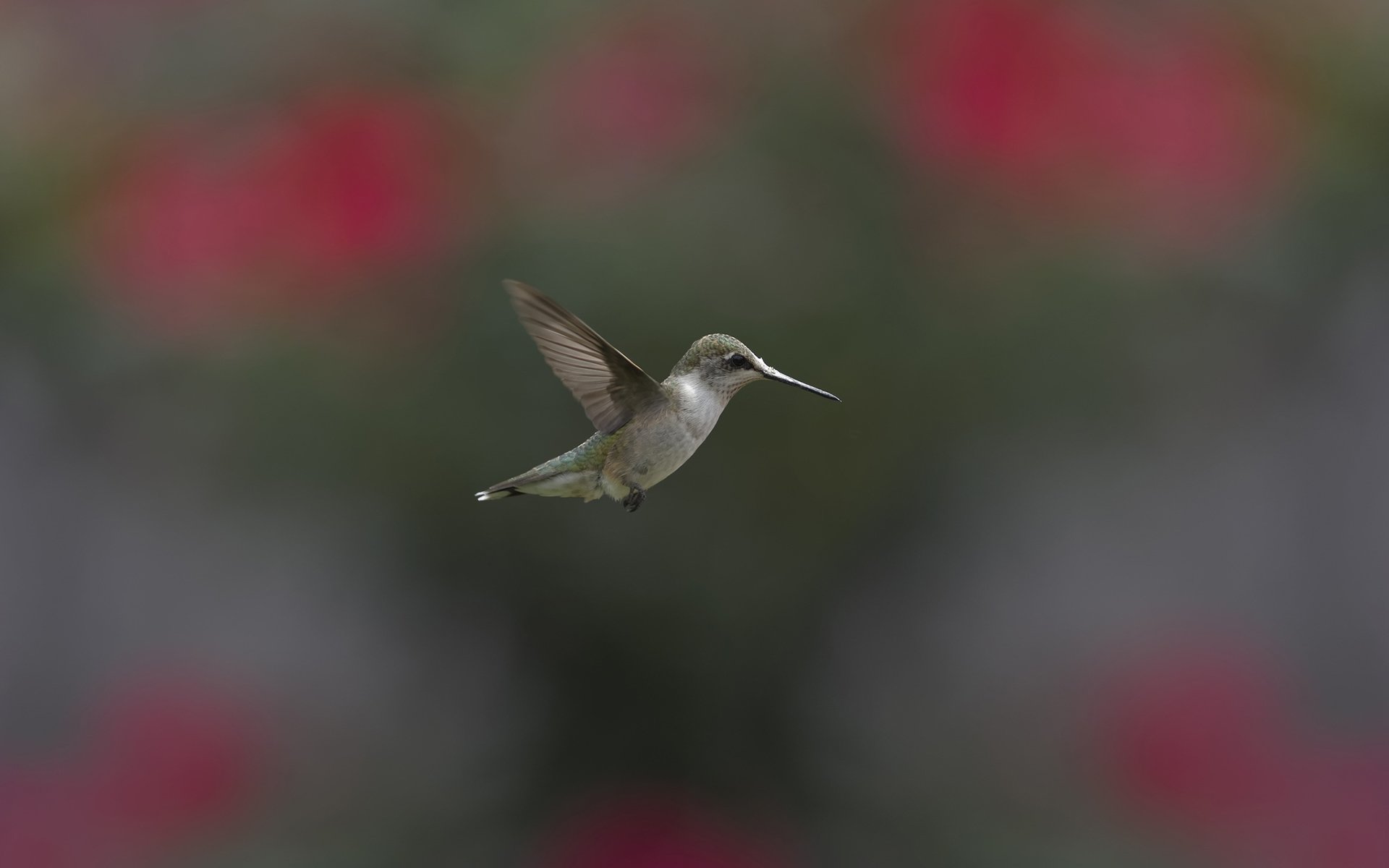 Emerald Hummingbird HD Wallpaper | Hovering Jewel: Hummingbird | Tiny ...