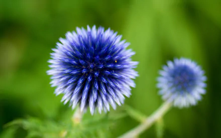 photography macro HD Desktop Wallpaper | Background Image