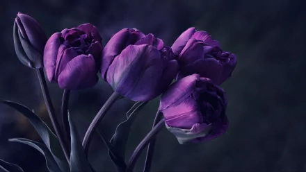 nature tulip HD Desktop Wallpaper | Background Image