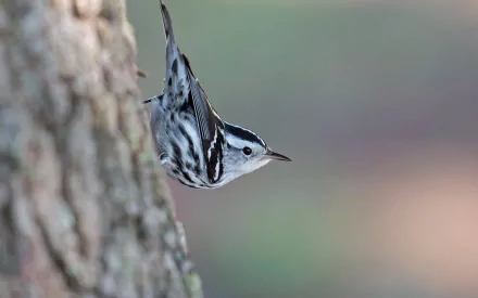 bird Animal warbler HD Desktop Wallpaper | Background Image
