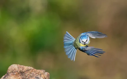  Eurasian Blue Tit (cyanistes caeruleus) by Stefano Tassano
