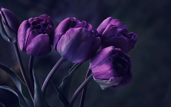 nature tulip HD Desktop Wallpaper | Background Image