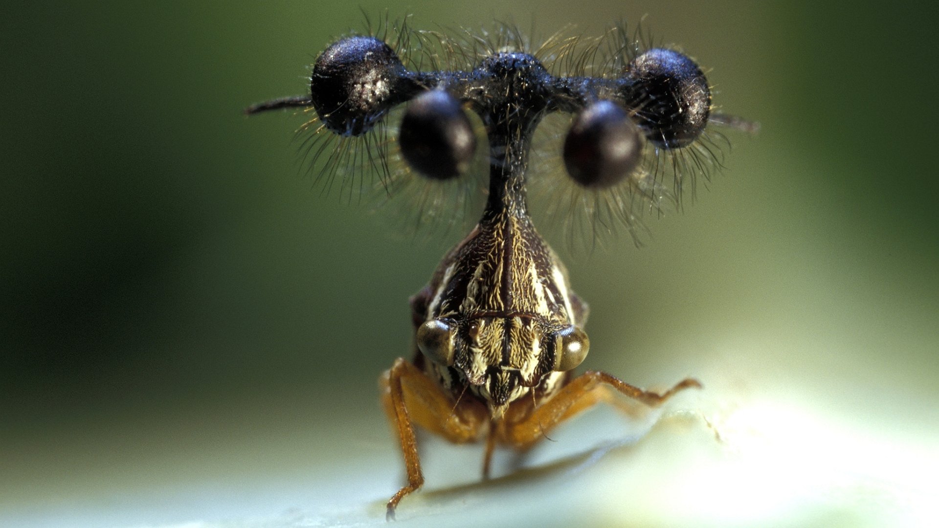 Download Animal Treehopper HD Wallpaper | 2050x1153 | Wallpaper Abyss