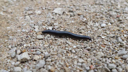Animal millipede HD Desktop Wallpaper | Background Image