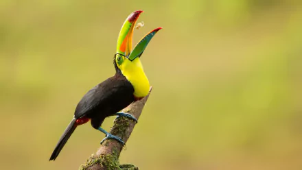 Animal Keel-billed Toucan HD Desktop Wallpaper | Background Image