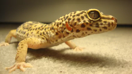 Close-up of a leopard gecko on a carpeted surface, captured in crisp detail for a 4K Ultra HD PC desktop wallpaper and background.