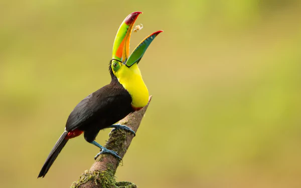 Animal Keel-billed Toucan HD Desktop Wallpaper | Background Image