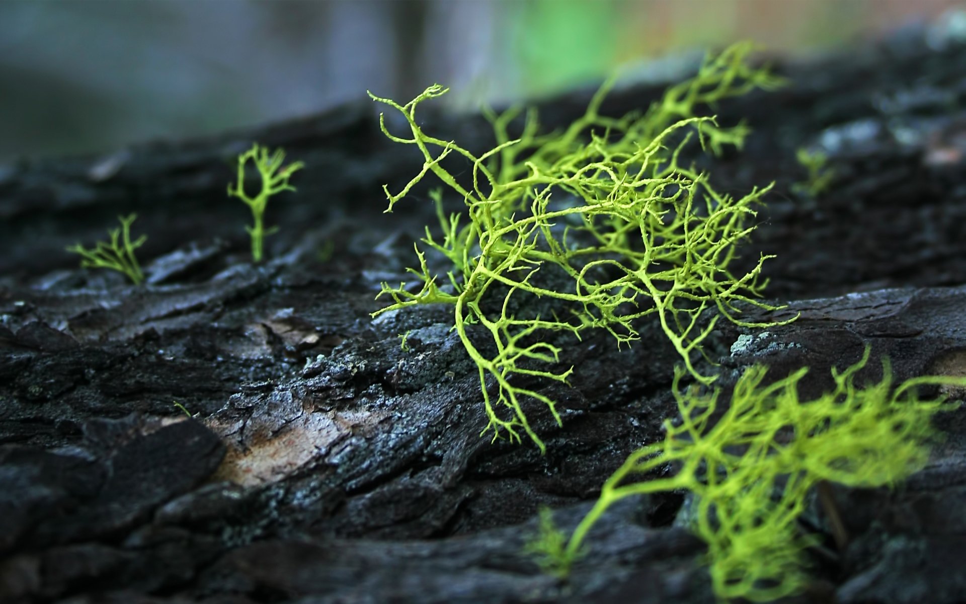 Download Nature Moss HD Wallpaper